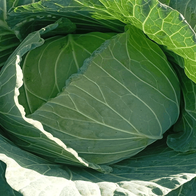 Fresh Cabbage